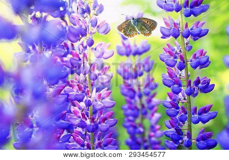 Natural Background With A Beautiful Little Blue Butterfly Flying In The Summer Garden Next To The Br