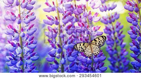 Natural Panoramic Background With Beautiful And Colourful Butterfly Sitting In The Summer Garden On