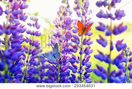 Natural Background With Beautiful Two Butterflies Pigeon Orange And Blue Sitting In The Summer Garde