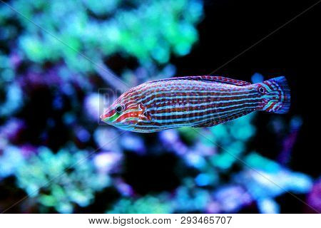 Melanurus Wrasse In Coral Reef Aquarium Tank