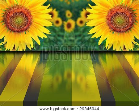 Twin girasoli nel campo e di riflessione sul pavimento