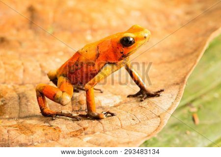 Poison dart frog, Oophaga histrionica. A small poisonous animal from the rain forest of Colombia. 