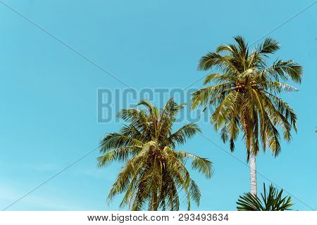 Coconut Palm Tree Beach Summer Concept Sea