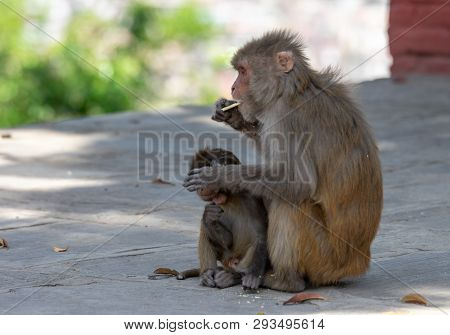 Macaque Or Macaca Eating Biscuits