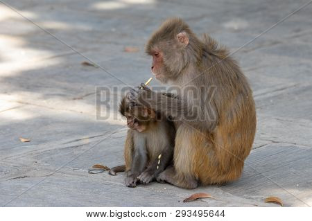 Macaque Or Macaca Eating Biscuits