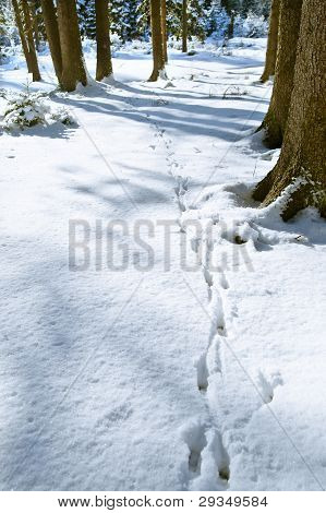 Large Rabbit Track Rabbit Tracks Images, Illustrations & Vectors (Free) - Bigstock