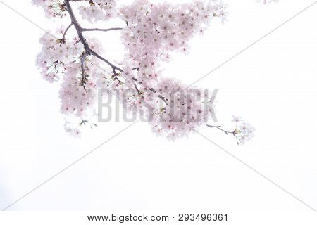 Marvelous And Beautifull Mood Of The Cherry Blossom Sakuras Of Tokyo In Japan