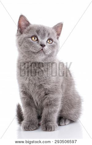 Scottish Straight Kitten. Isolated On A White Background. Gray Cat Sits Sideways
