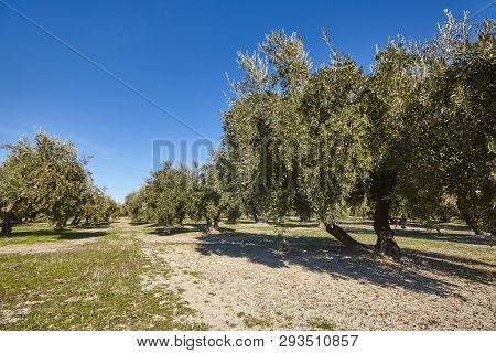 Olive Tree Fields In Andalusia. Spanish Agricultural Harvest Landscape. Jaen