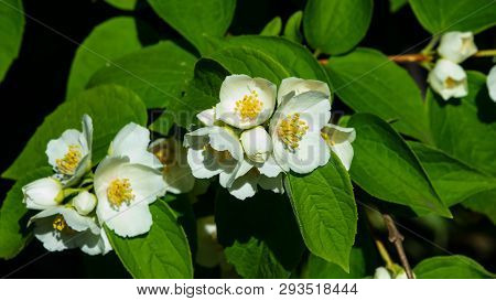 White Flowers On Mock-orange Shrub With Bokeh Background, Macro, Selective Focus, Shallow Dof