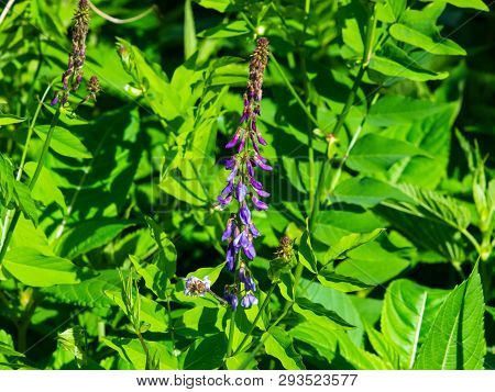 Blooming Fodder Or Eastern Galega, Galega Orientalis, In Wild Close-up, Selective Focus, Shallow Dof