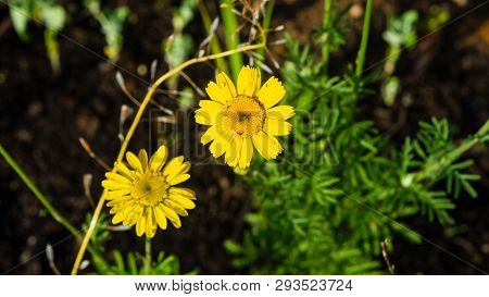 Oxeye Chamomile, Golden Marguerite Or Cota Tinctoria Flowers Macro With Bokeh Background, Selective 