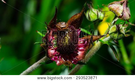 Flower Of Purple Marshlocks Or Swamp Cinquefoil, Comarum Palustre Macro, Selective Focus, Shallow Do