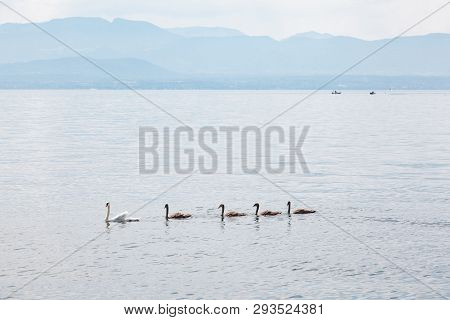 Swan Family: Mother And Four Young Babies On Geneva Lake (lake Leman) Near Rolle, La Cote Region,  V