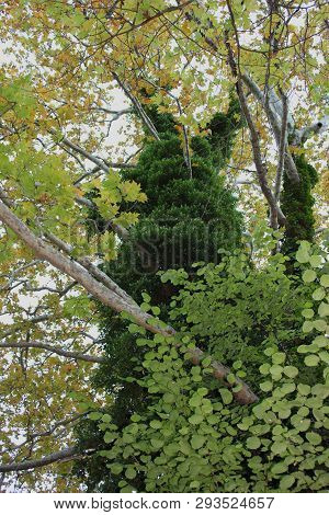 Dense Forest Next To The Agios Nikolaos Park Naousa Greece