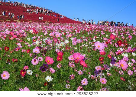 Cosmos Flowers In Kokuei Hitachi Seaside Park - Hitachinaka, Ibaraki, Japan
