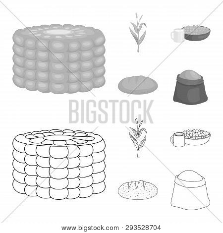 Vector Illustration Of Cornfield And Vegetable Logo. Set Of Cornfield And Vegetarian Stock Vector Il