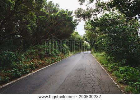 forest road in Anaga rural park, Tenerife