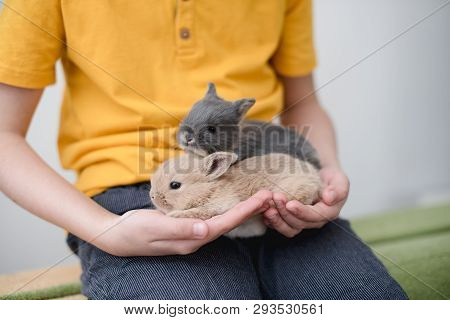 Two Bunny Babies In The Hands Of The Boy.