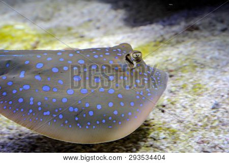 This Is A Close Up Of A Skate