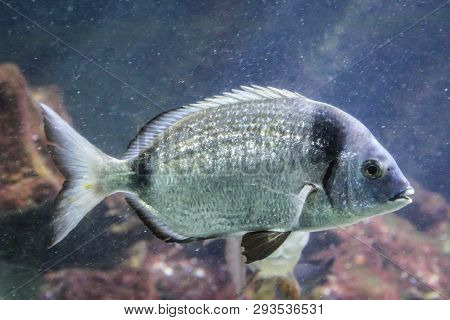 This Is A Close Up Of A Fish