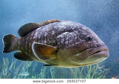 This Is A Close Up Of A Fish