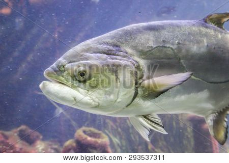 This Is A Close Up Of A Fish