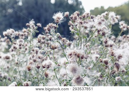 Fluffy Thistle Field In Hampstead Heath Of London During Autumn Season