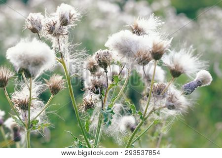 Selective Focus, Fluffy Thistle Plants In Hampstead Heath Of London During Autumn Season