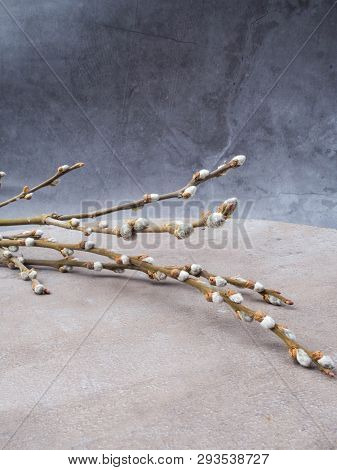 Spring Feeling Nature Background With Willow Branches Srpingtime Background