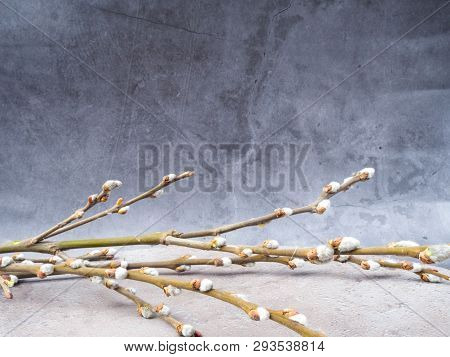 Spring Feeling Nature Background With Willow Branches Srpingtime Background