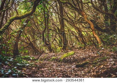 forest in Anaga rural park, Tenerife