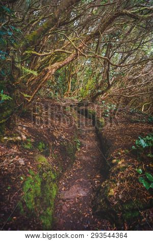 forest in Anaga rural park, Tenerife