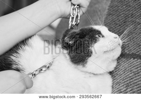 Violence Against Pets, The Owner Keeps The Cat On The Chain