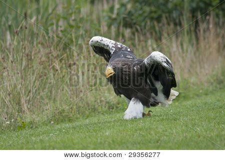 White tailed eagle