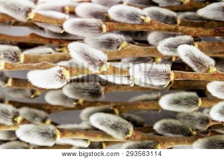 Gray Nubs Fluffy Willows Close-up Horizontal Frame, Easter Card, Gift Wrap, Natural Background