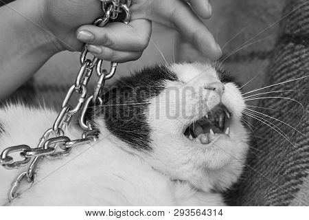 Violence Against Pets, The Owner Keeps Her Cat On The Chain