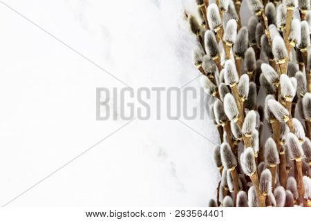 Branches Of Full-blown Gray Willow Along The Edge, Space For Text Is Provided, Easter Decoration