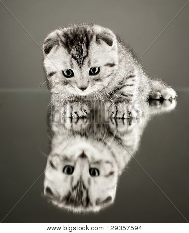 gatto