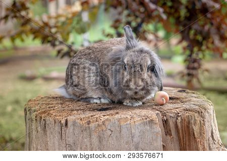 Gray Lop-eared Rabbit On A Stub In A Garden In The Fall