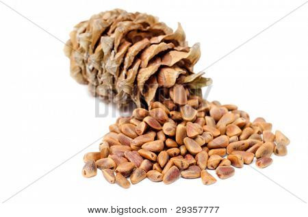 กรวยและถั่วของไซบีเรียซีดาร์สน (Pinus sibirica)