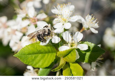 The Bumblebee On A White Flower Collects Pollen In Summer Day