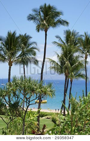 Tropical Paradise