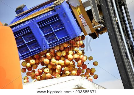 Forklift Pouring Industrial Apples In Big Plasti Crate Into Truck