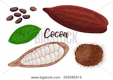 Ripe Cocoa Sweet Pod Fruit Whole And Cracked, Leaf, Seeds And Cocoa Powder On White Background. Vect