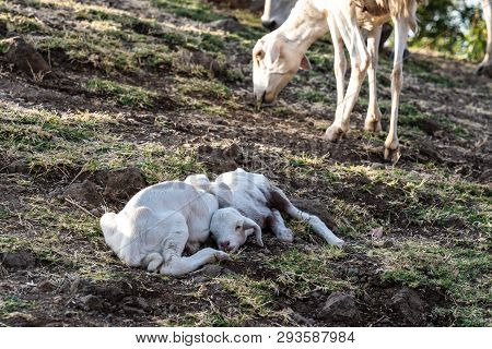 Goats In Ethiopia Near The Blue Nile Falls, Tis-isat Falls In Ethiopia, Africa