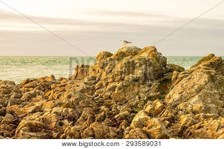 Beautiful Rocky Coastline Of Cap De La Hague Is A Cape At The Tip Of The Cotentin Peninsula In Norma