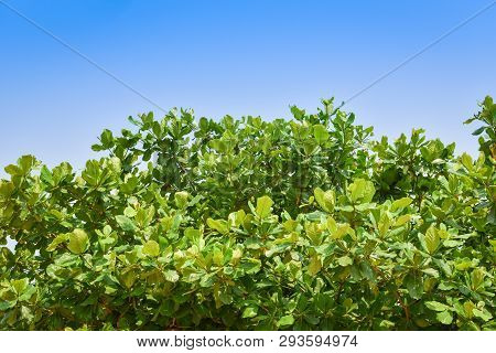 Sea Almond Leaf On Tre And Blue Sky Background / Terminalia Catappa