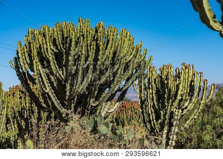 Candelabra Trees Euphorbia Candelabrum Near Wukro Cherkos In Ethiopia