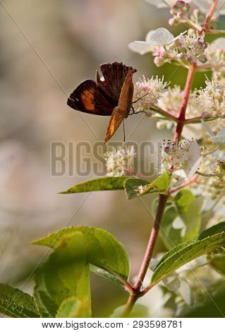 A Small Brown Butterfly On A Branch Of A Hydrangea In Bright Summer Light